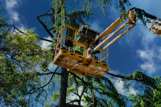 The Steps Involved in Our Tree Care Process in Roslyn, NY